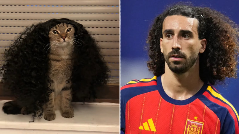 Marc Cucurella Cat Meme Tee | Football Feline Fun Graphic Print Artwork Detail