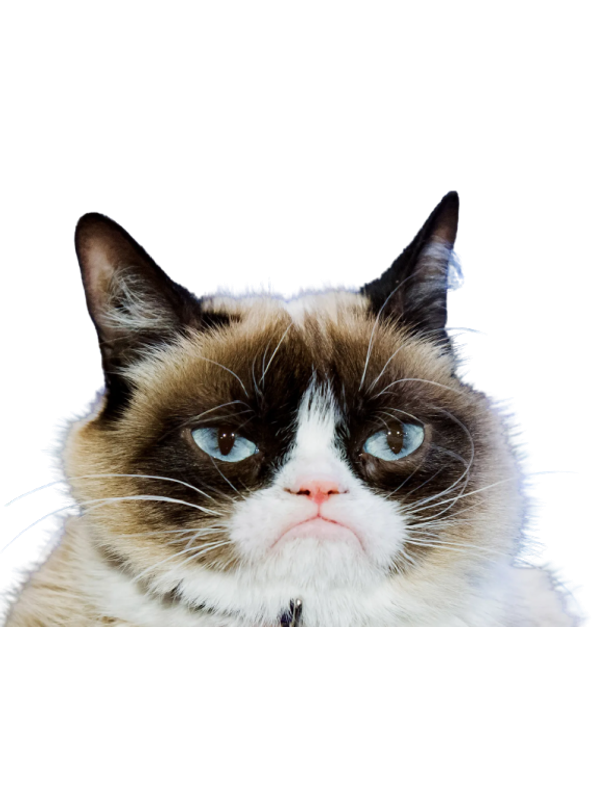 Grumpy Cat T-Shirt Graphic Print Artwork Detail