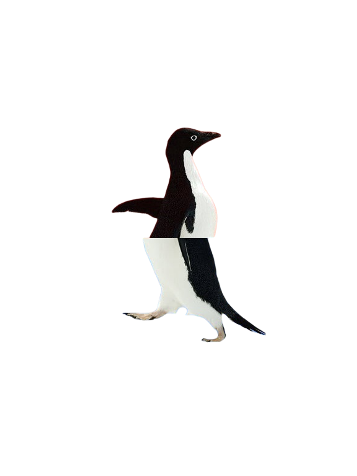 Socially Awkward Penguin T-Shirt Graphic Print Artwork Detail