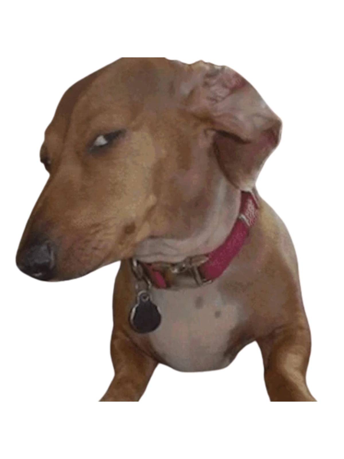 Side Eye Dog Tee: The Unimpressed Look Graphic Print Artwork Detail