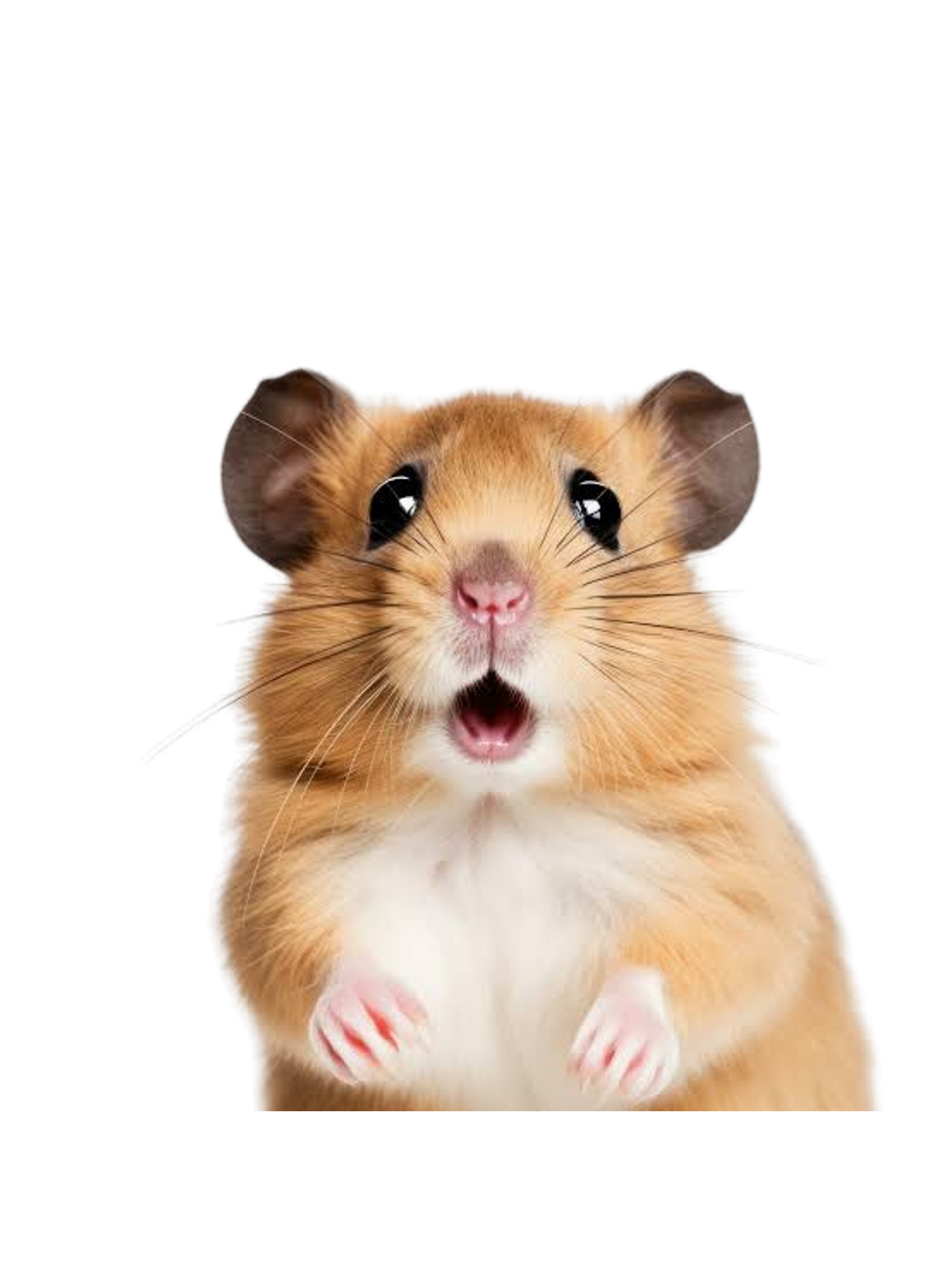 Surprise Hamster Meme Tee Graphic Print Artwork Detail
