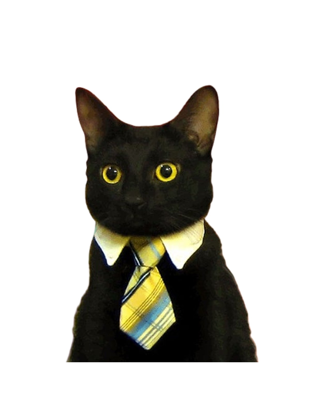 Business Cat: Purr-fessional Boss Tee Graphic Print Artwork Detail