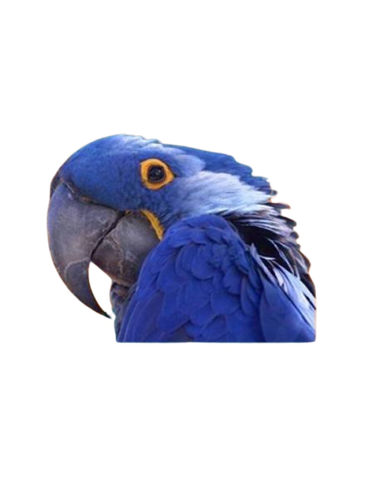 Paranoid Parrot Meme T-Shirt Graphic Print Artwork Detail