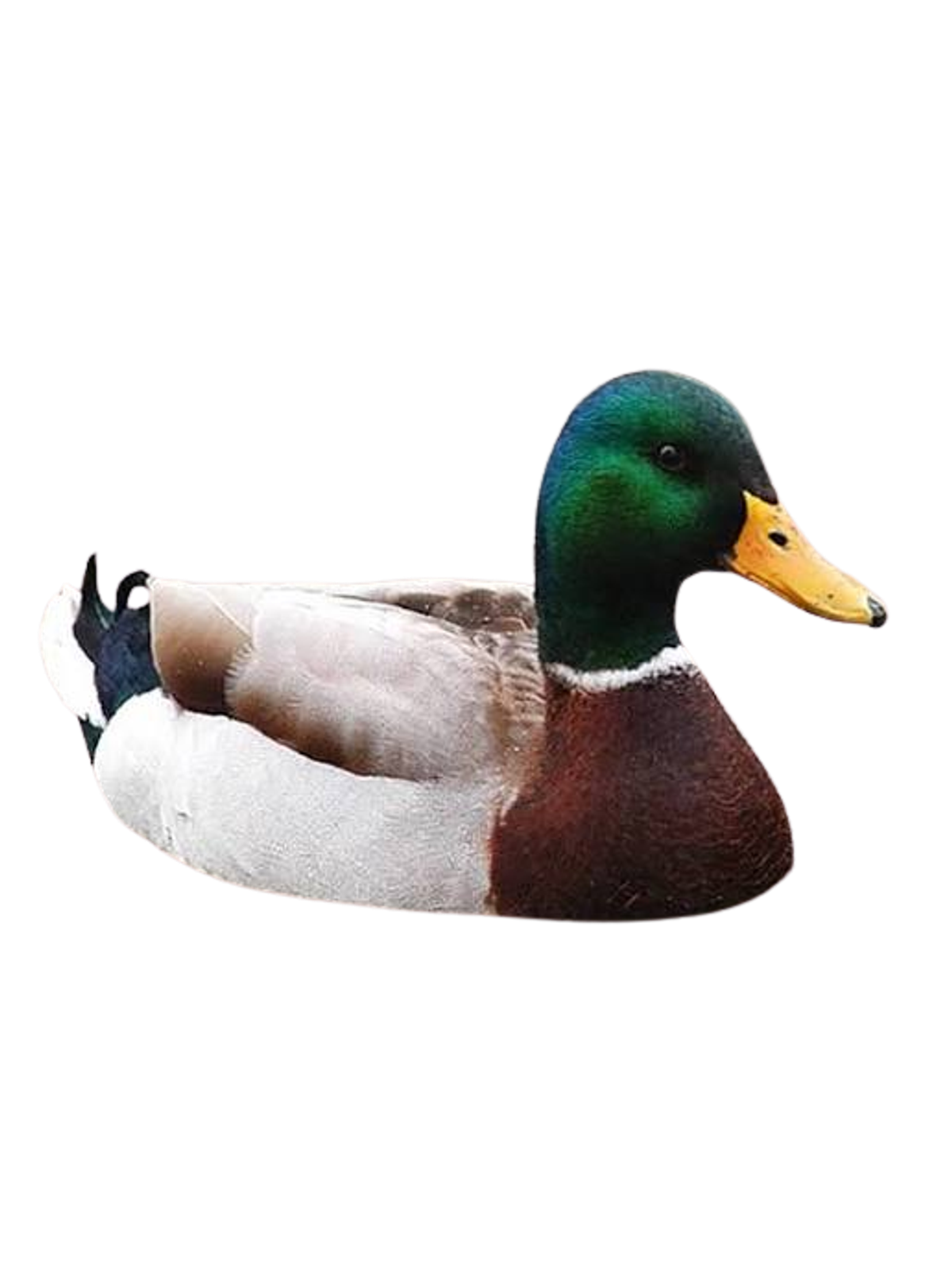 Actual Advice Mallard Meme Tee Graphic Print Artwork Detail