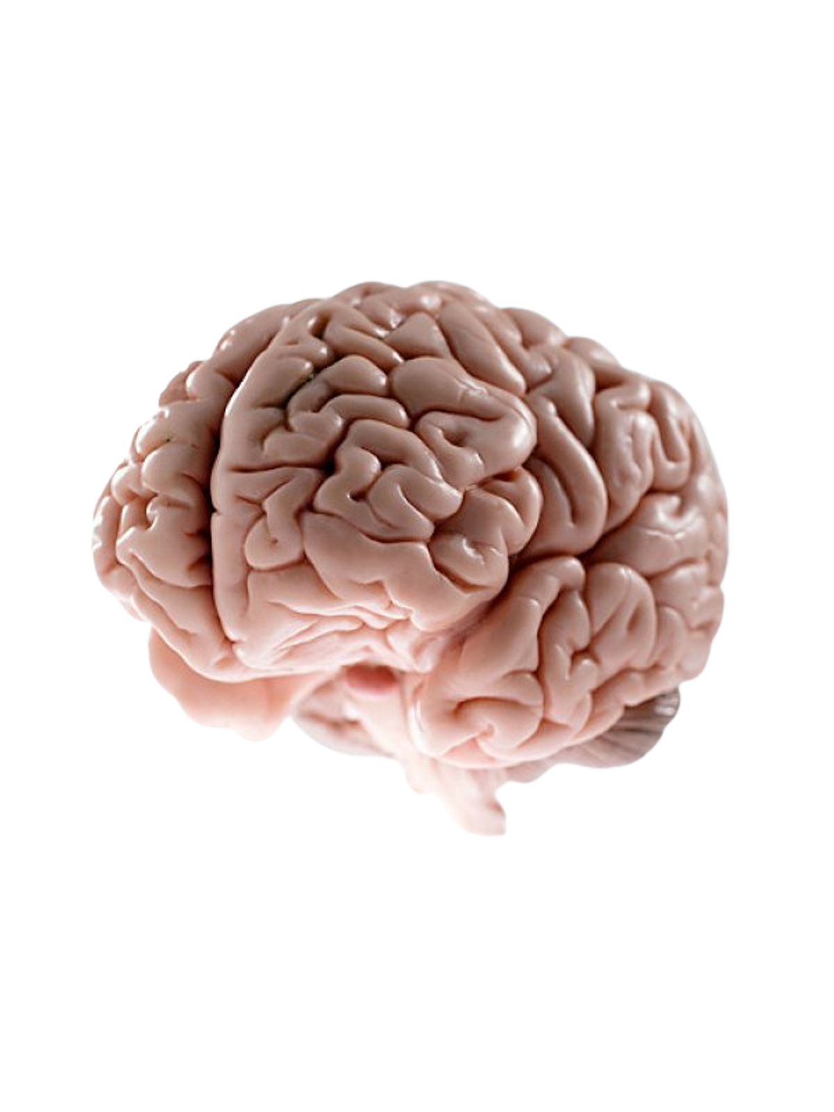 Scumbag Brain Meme Tee - Your Brain's a Jerk! Graphic Print Artwork Detail