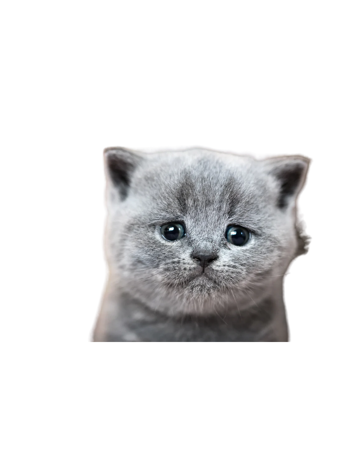 Crying Cat Meme Tee | Big Mood Energy Graphic Print Artwork Detail