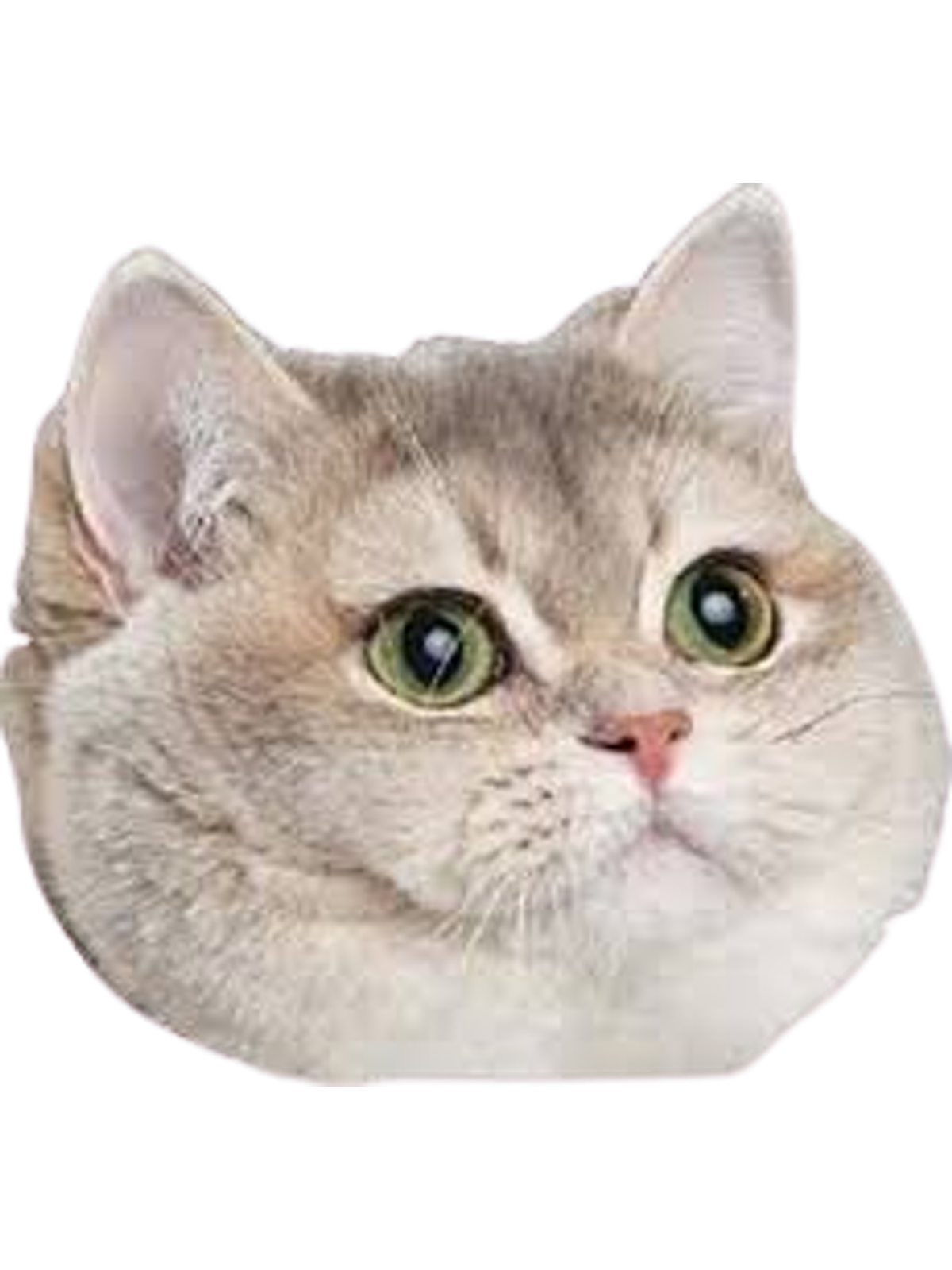 Heavy Breathing Cat Meme T-Shirt Graphic Print Artwork Detail