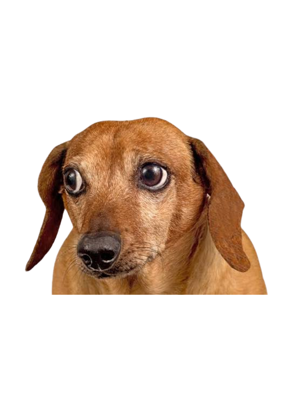 Concerned Dog Meme T-Shirt Graphic Print Artwork Detail