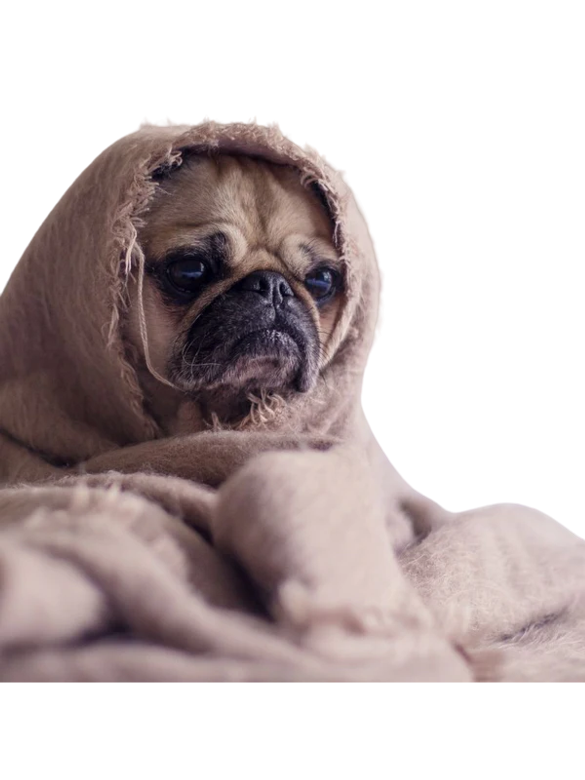 Dog in Blanket Meme T-Shirt Graphic Print Artwork Detail