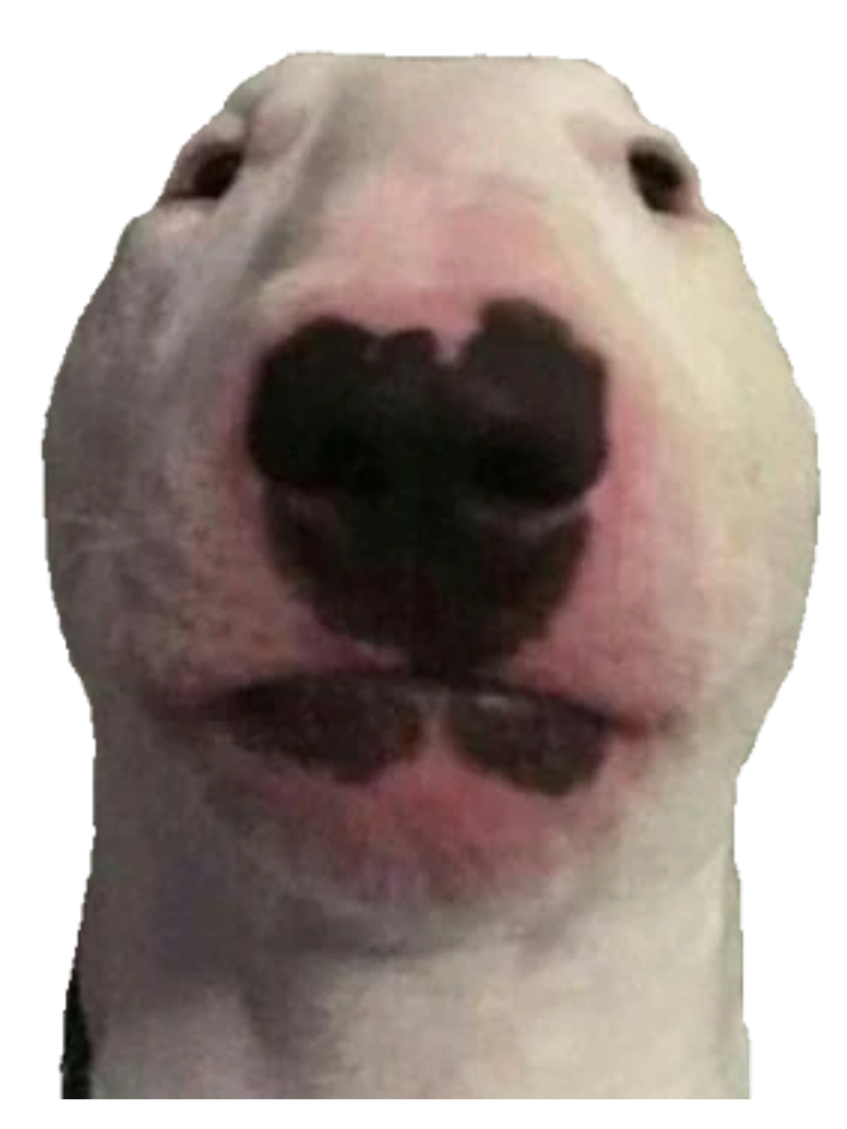 Walter the Dog | Distinguished Meme Tee Graphic Print Artwork Detail