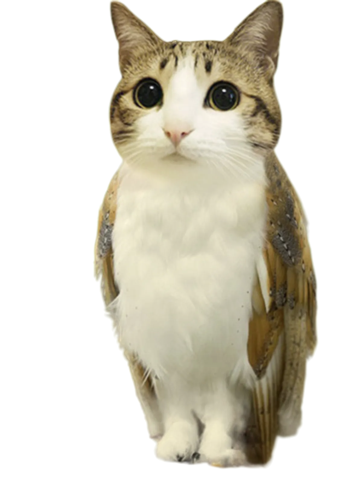 Meowl Meme Graphic Tee - Cat Meets Owl Graphic Print Artwork Detail