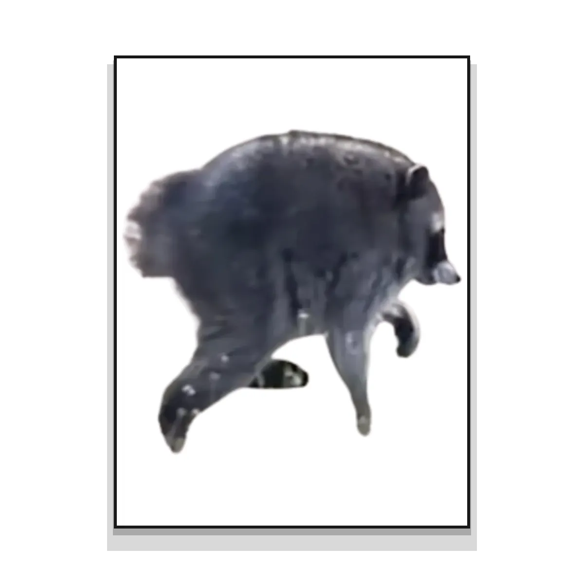 Jimothy Raccoon Meme Poster - Viral Icon